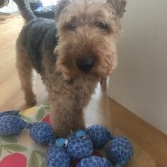 Pet dog Archie showing his fav toy