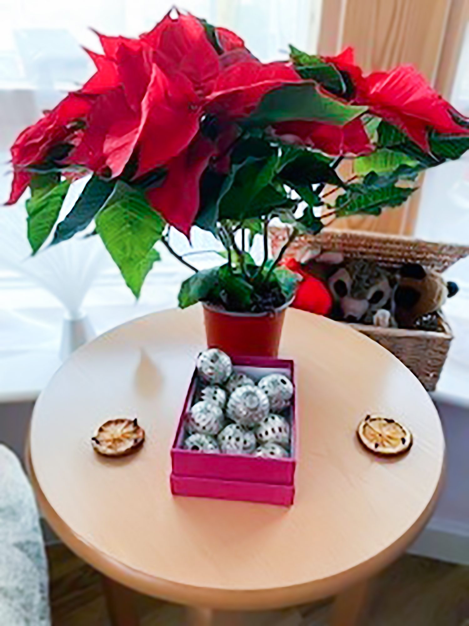 A picture of Poinsettias plants used during the festive Namaste session