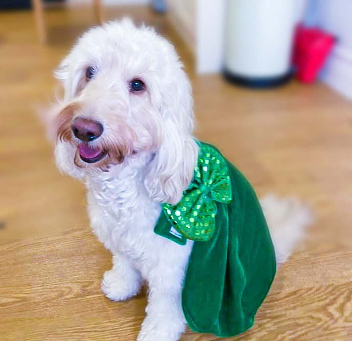 Jazz the dog on St Patrick's Day