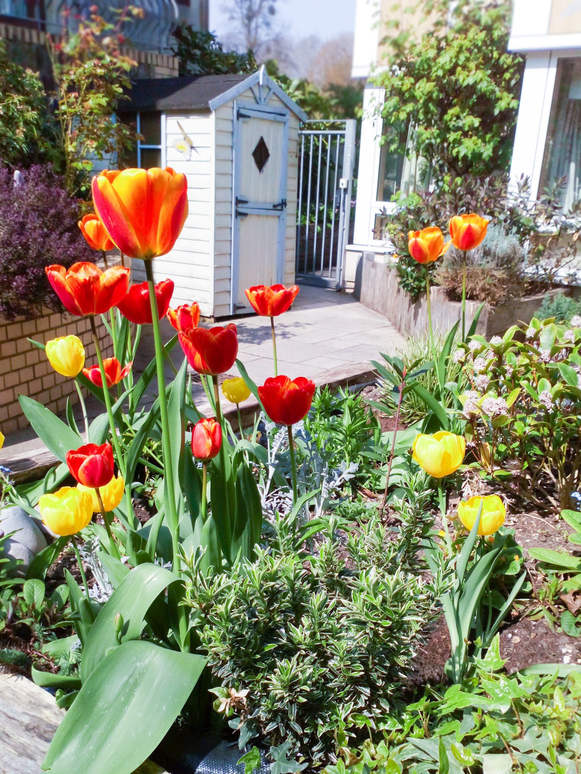 Tulip bulbs that have bloomed at Bradbury Court care home