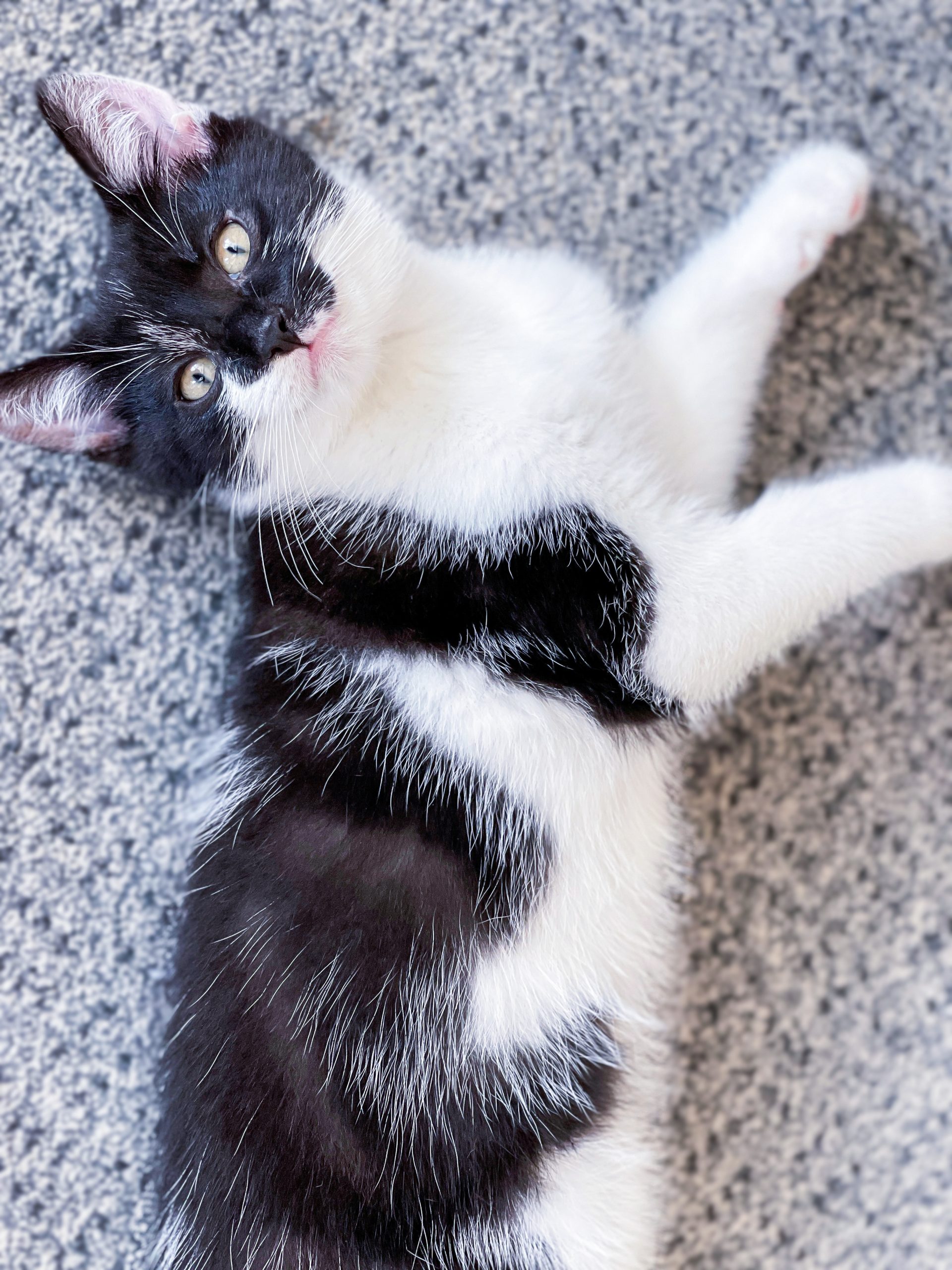 Kitten Slippers lying on the floor