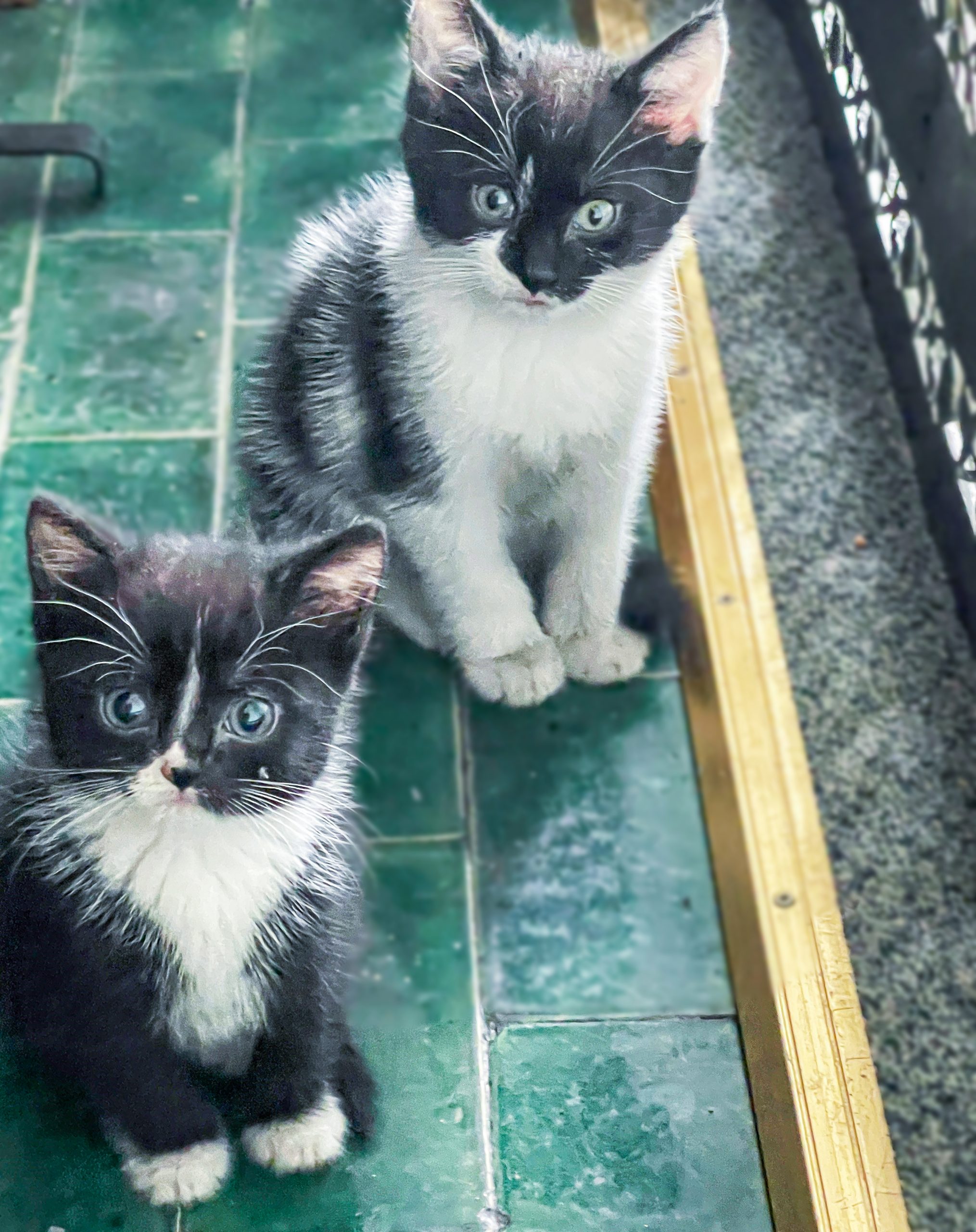 Kittens Socks and Slippers sitting together