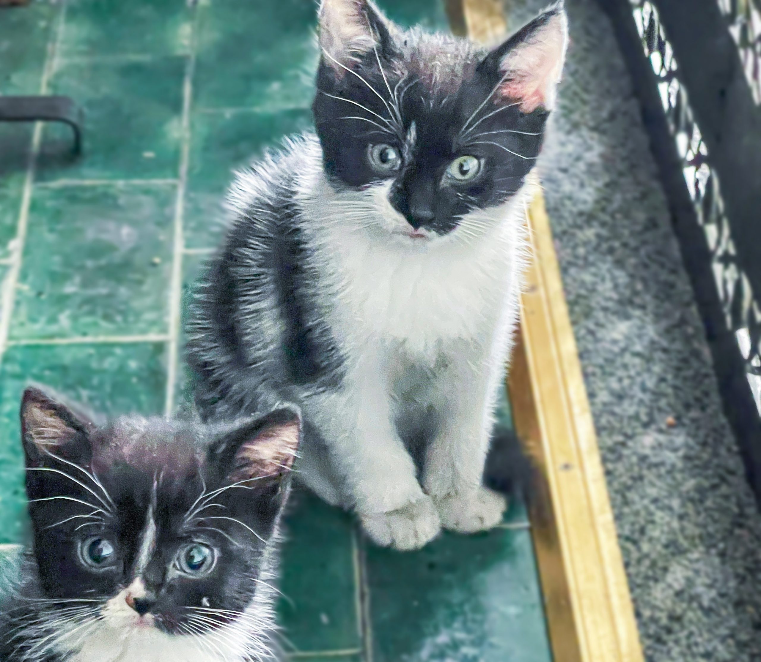 Redcot care home kittens Socks and Slippers