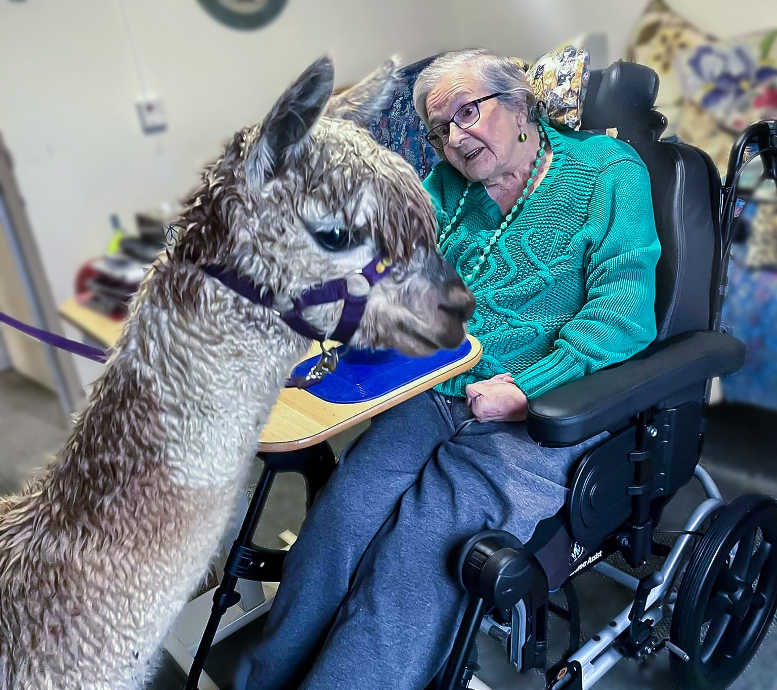 Alpacas visiting a resident. 