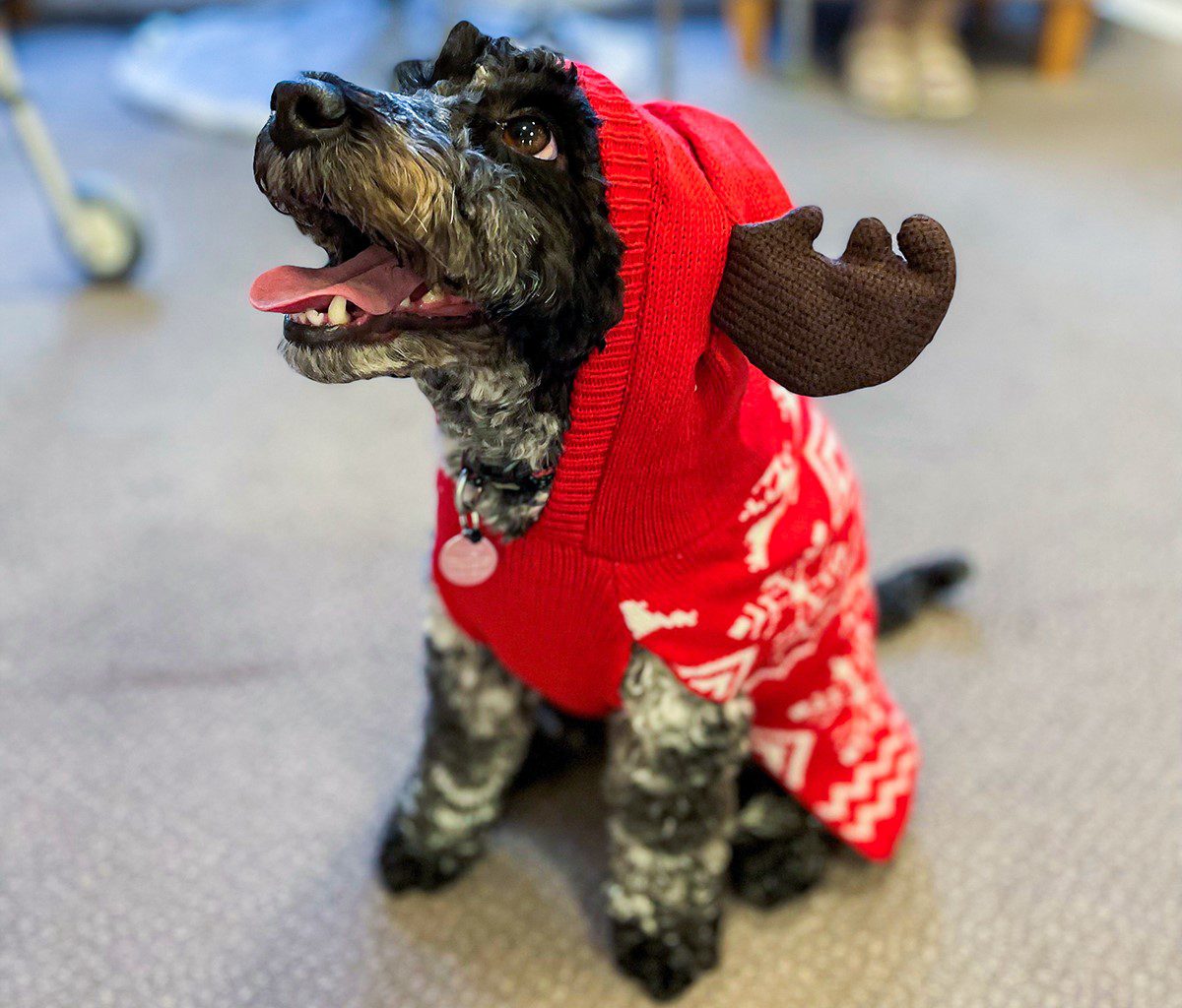 2022 December highlights - Winnie the Pooch dressed as a reindeer for Christmas