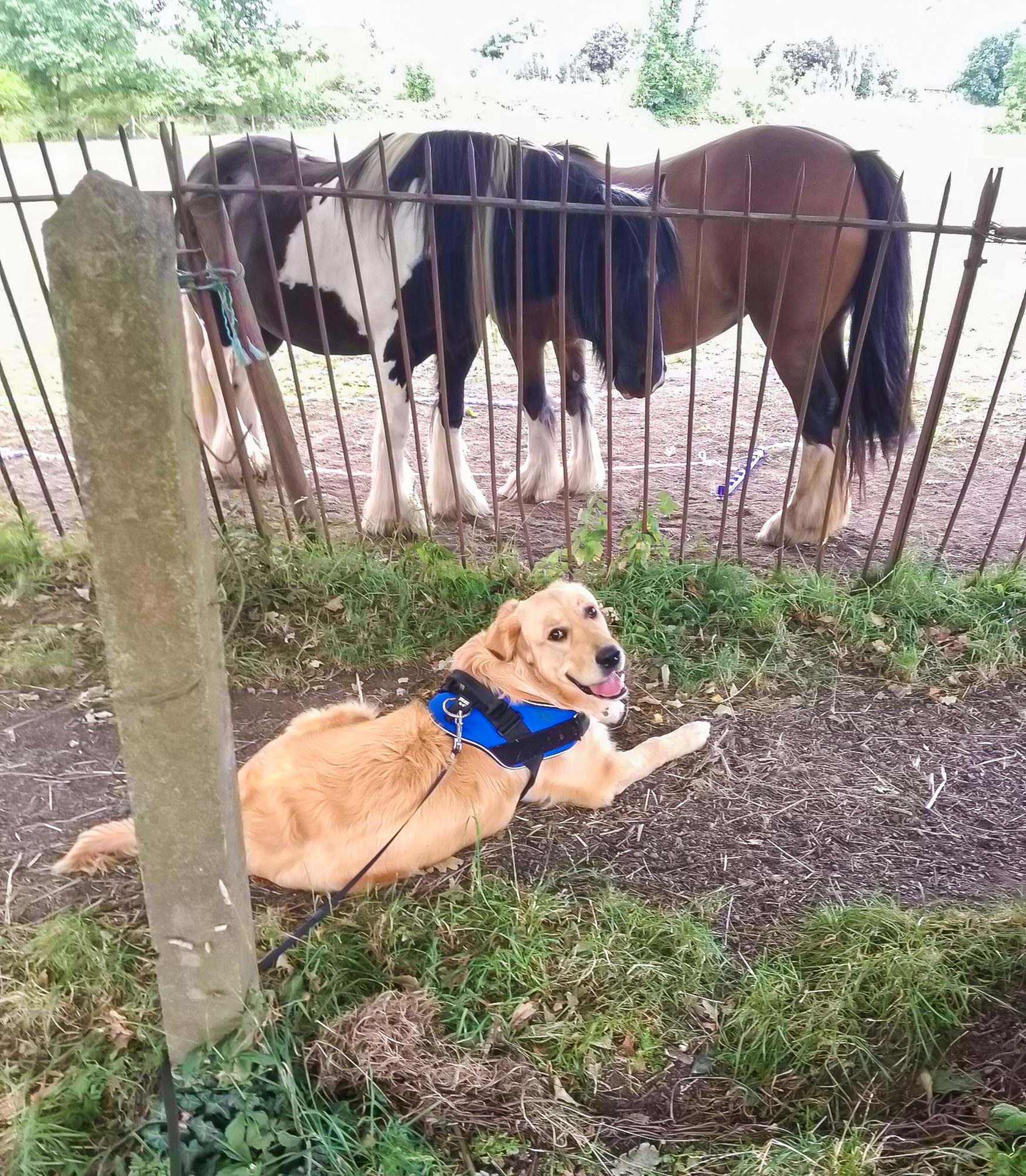 Monty the dog with ponies