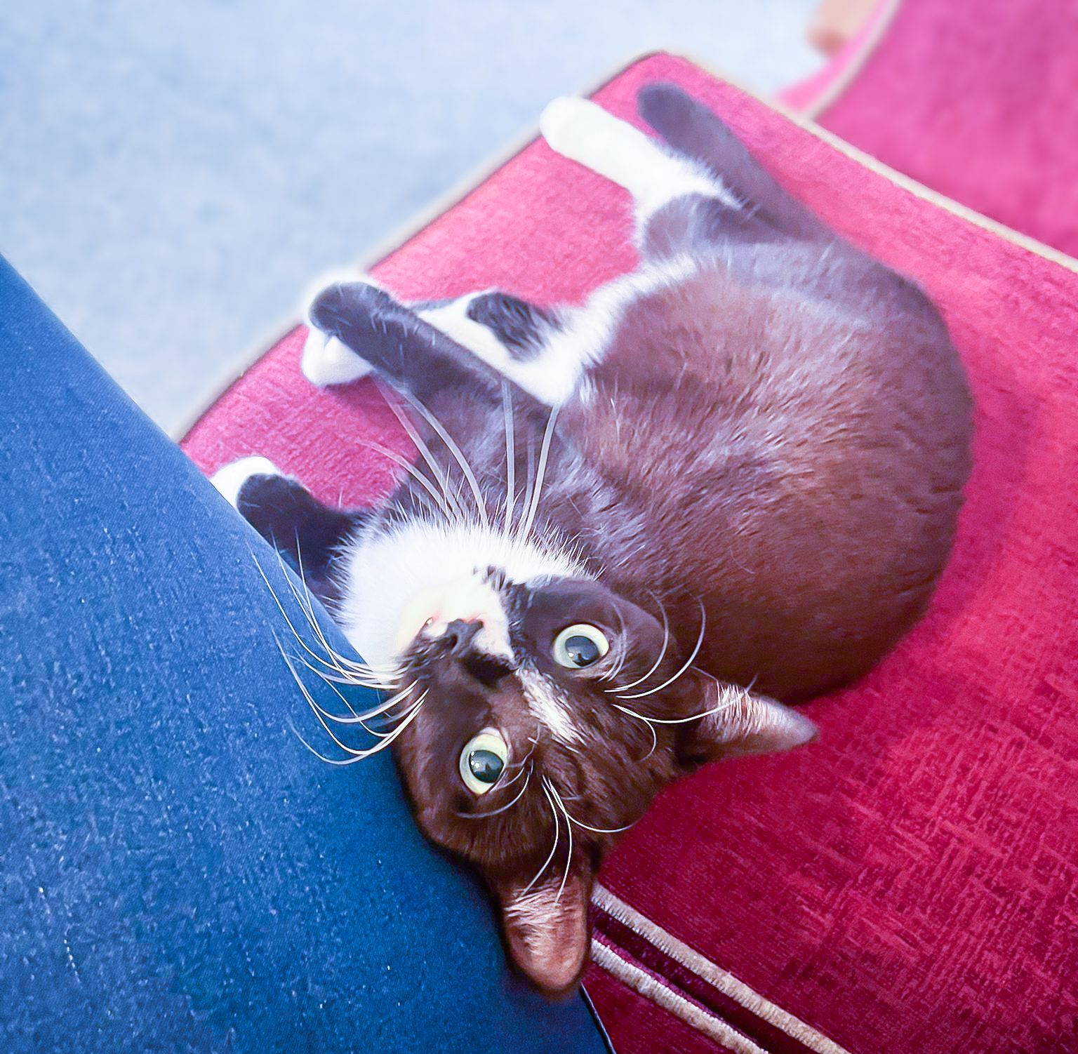 Socks on the sofa.