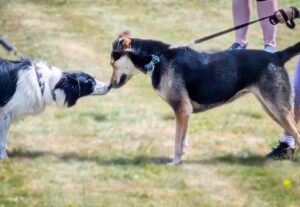 Two dogs kissing. 