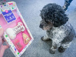 Winnie receiving a birthday present.